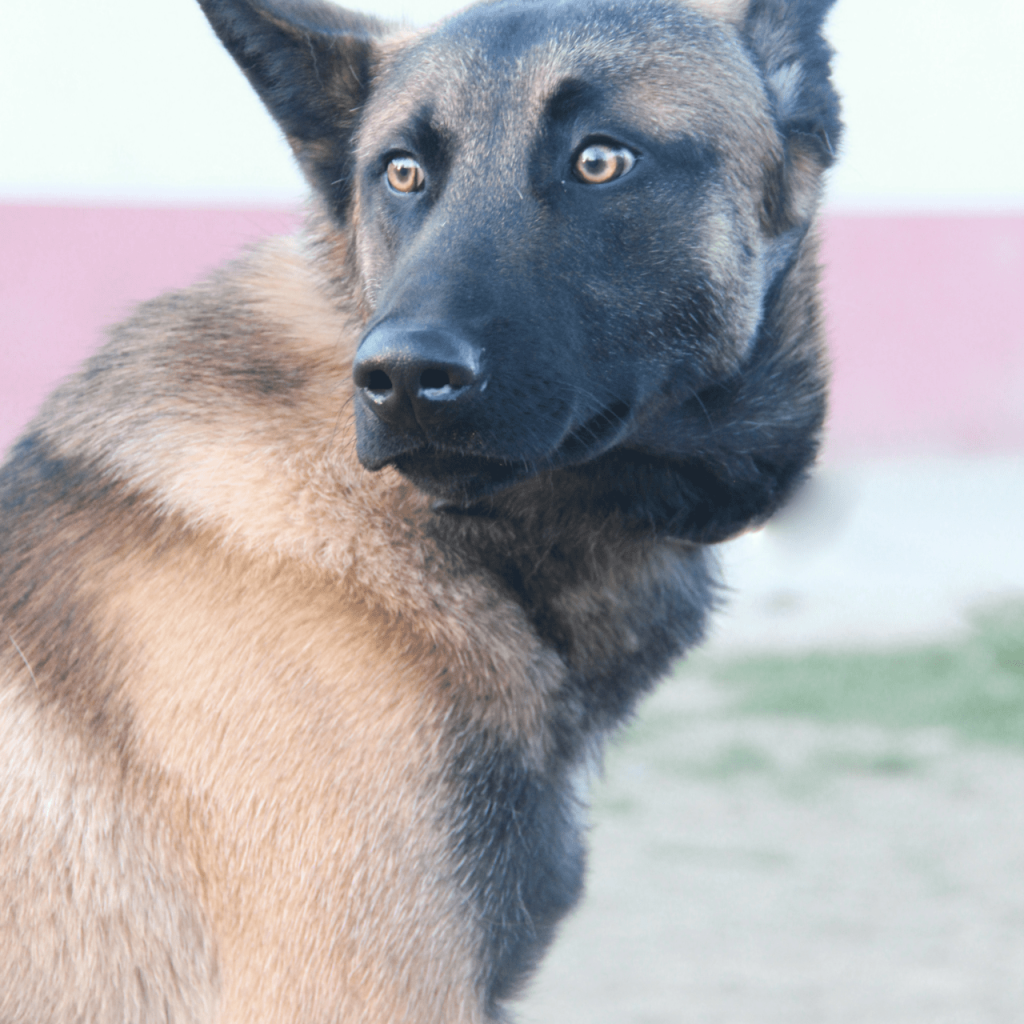 Taro 2