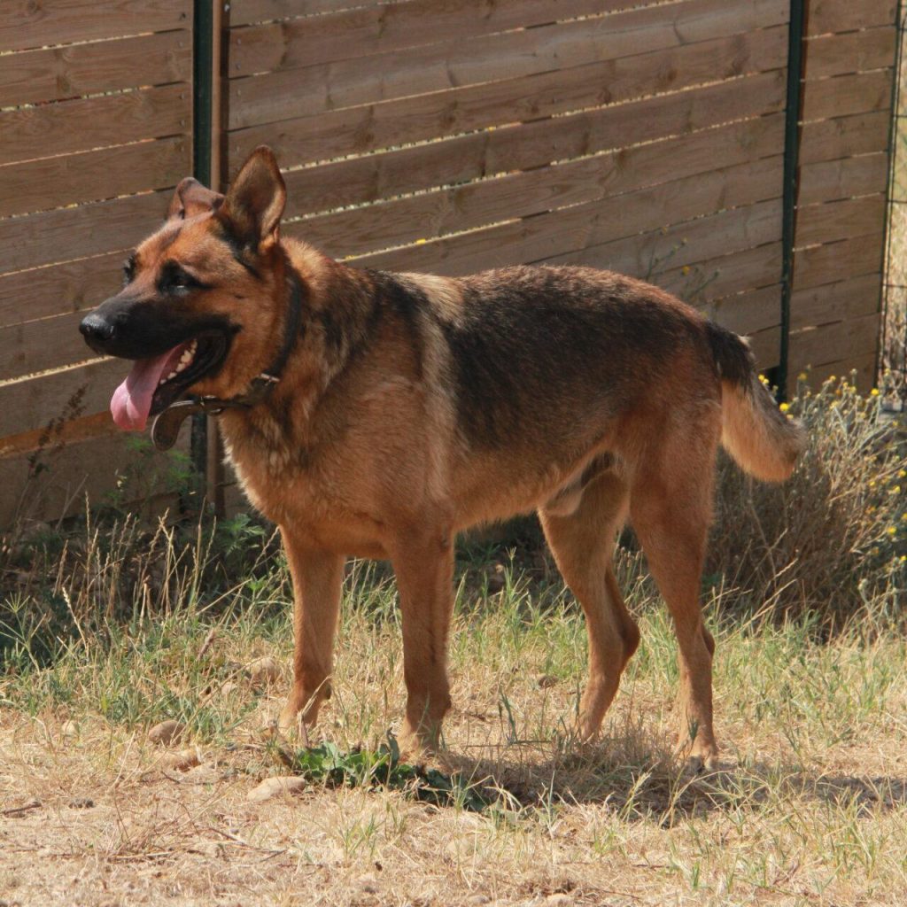 Zeus 2
