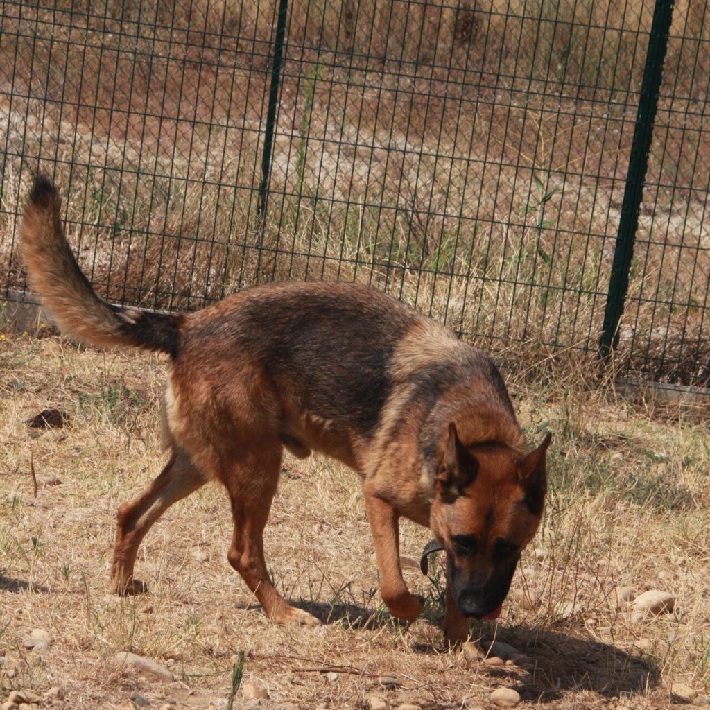 Zeus 3