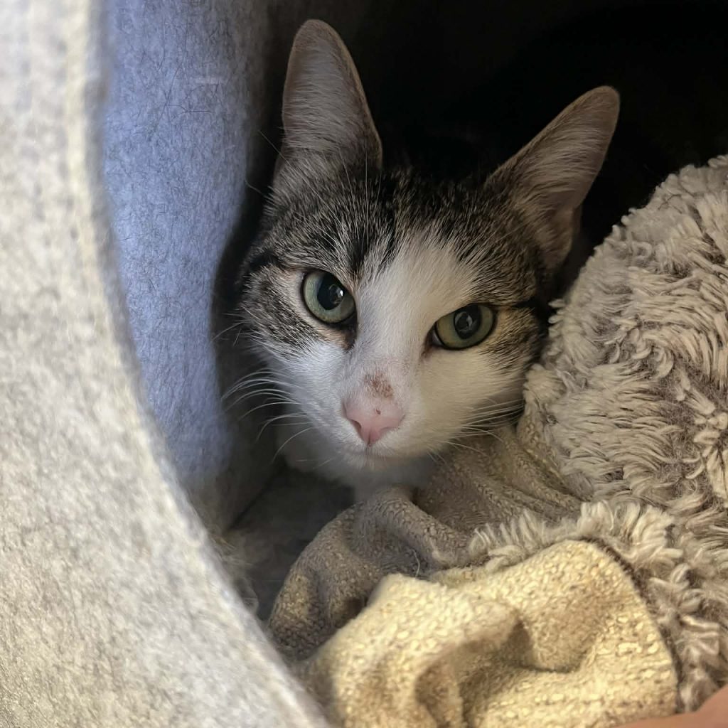 A2e38687 947b 4a98 A858 860b6c069930