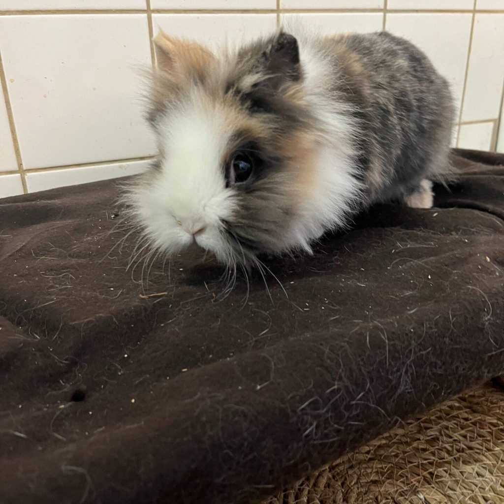 Af549f01 65cc 4e7c Bc7f 096bb24446c3