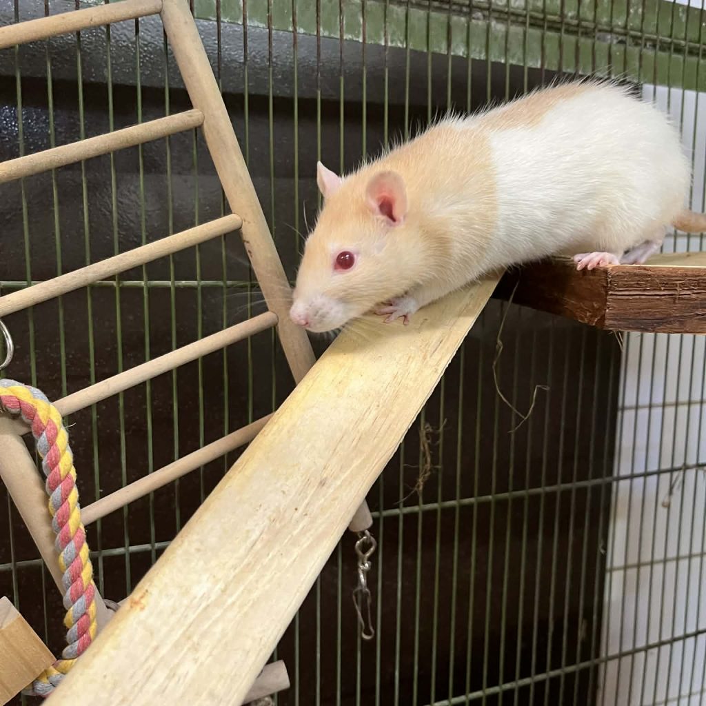 C1cf0380 A0cf 4004 B831 4f01d72343e0