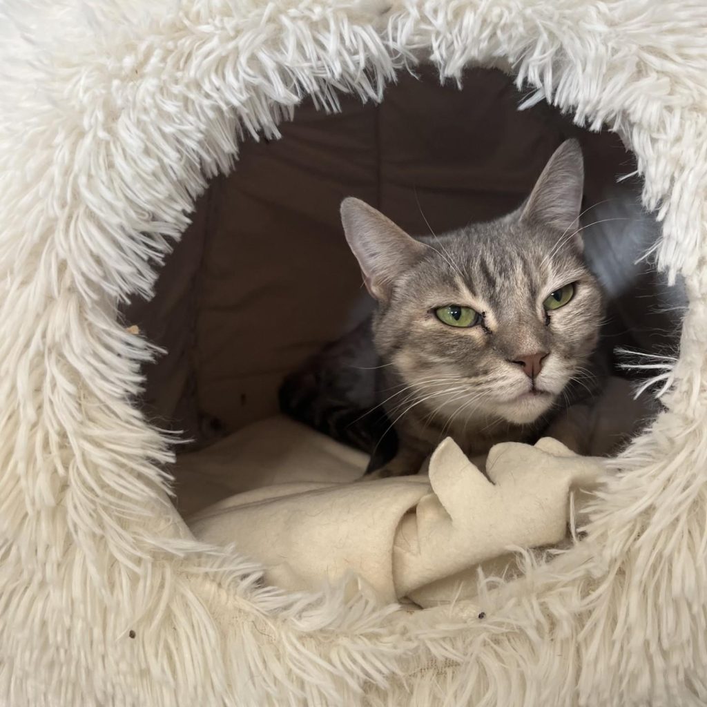 D42009ad Fcb2 4ece 83b9 2026b76475da