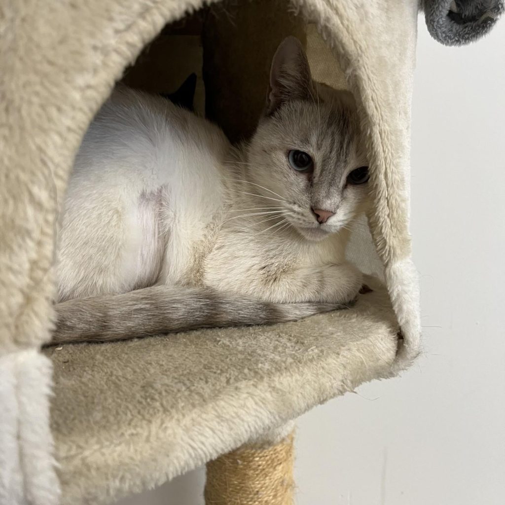 D6738abd 32bb 43f1 A49e F5e7d3c266bc