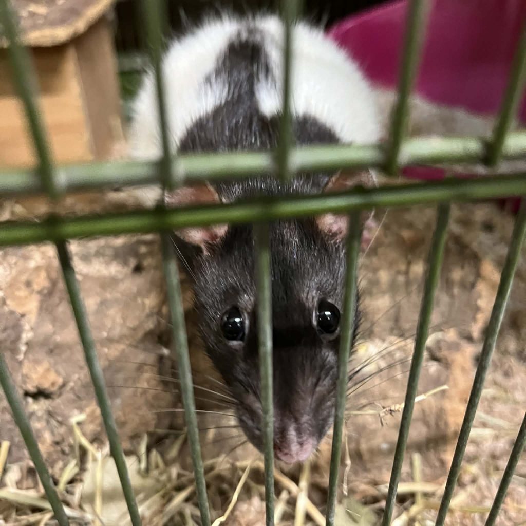 E5903db3 41a4 415a A45b 6a763ef7b02c