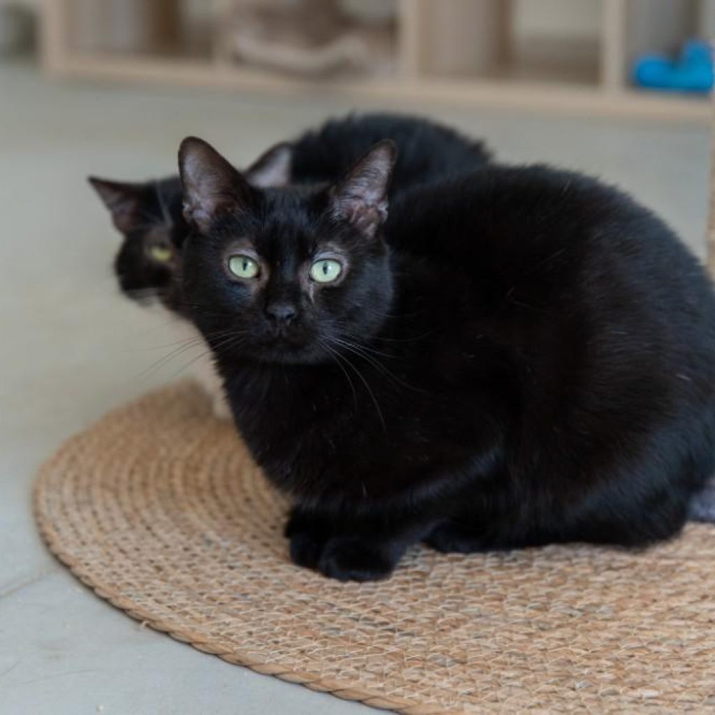 Ref5397 18.03.26 2773